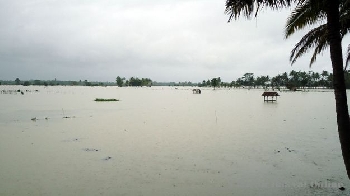 Banjir rendam pesawahan kalipucang