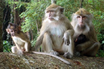 Populasi Monyet Meningkat, BKSDA Cemas